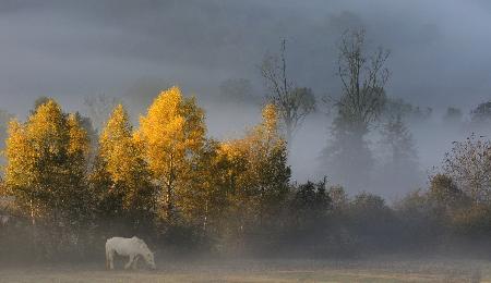 white horse in autumn