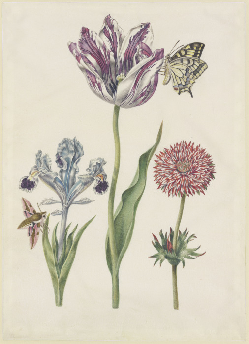 Iris mit Wolfsmilchschwärmer, Tulpe mit Schwalbenschwanz, Anemone od N. Robb