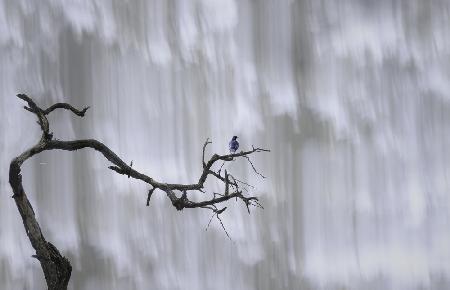 Bluebird at the waterfall