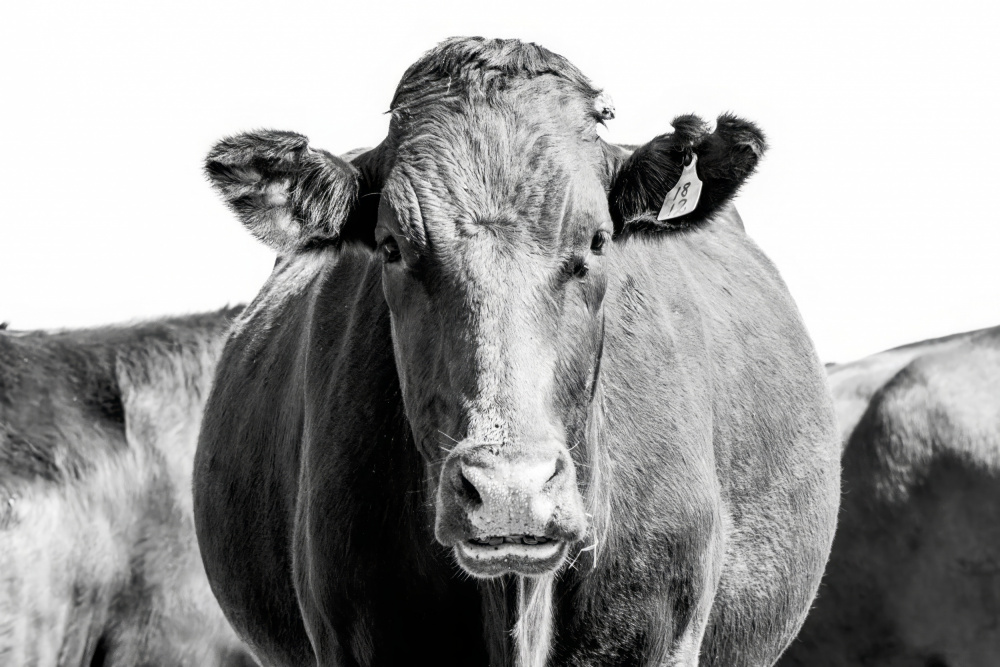 Bonsmara Cow In Black & White od Naomi Lupton