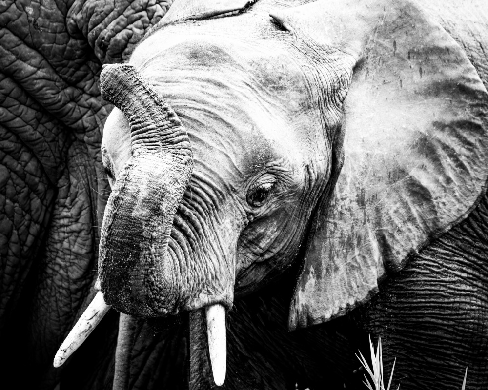 Elephant Calf od Naomi Lupton