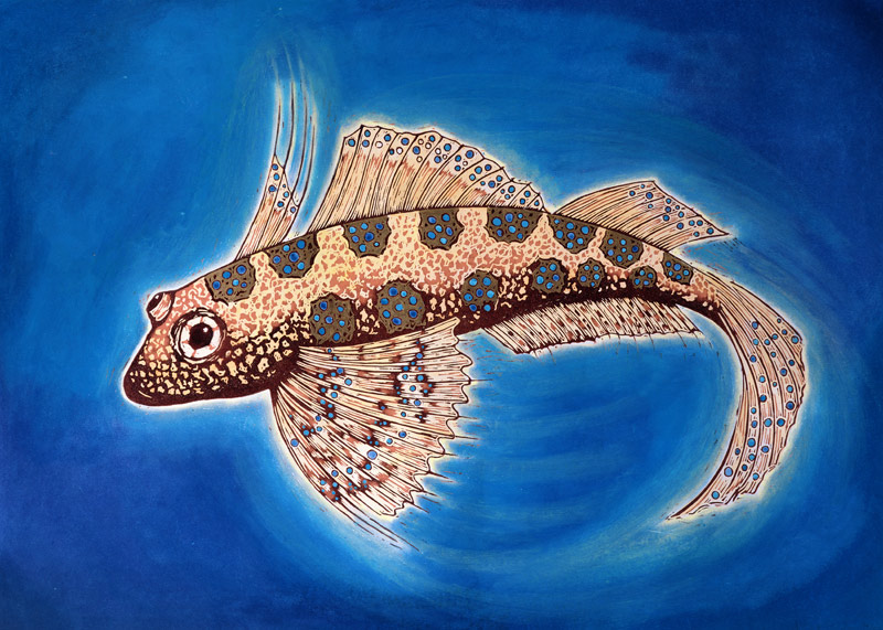 Dragonet Fish, 1999 (woodcut print and mixed media)  od Nat  Morley