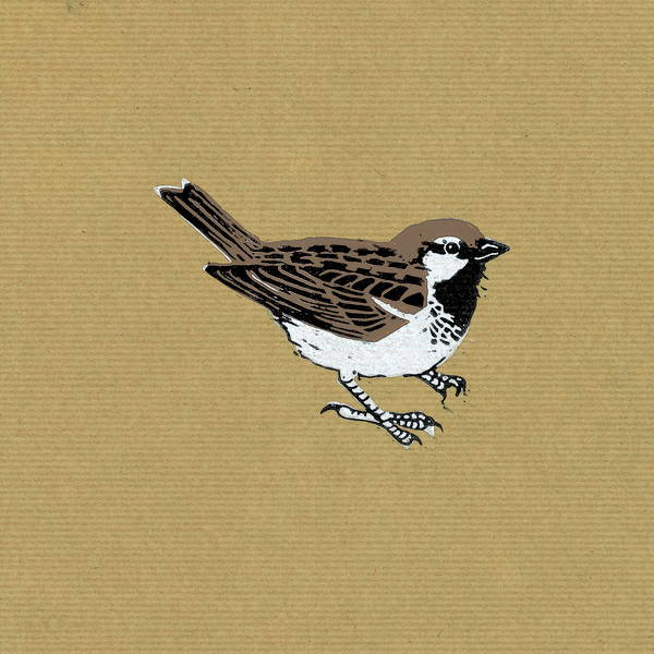 Sparrow od Nat  Morley