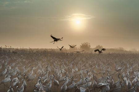 Common Cranes at sunrise...