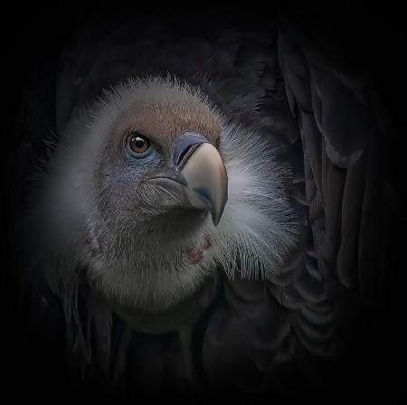The griffon vulture