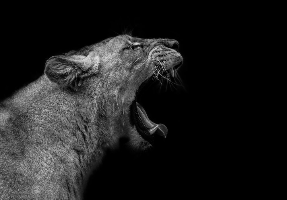 Lioness in low key od Nauzet Baez Photography