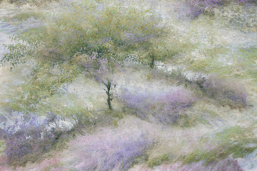 Flowering heather od Nel Talen