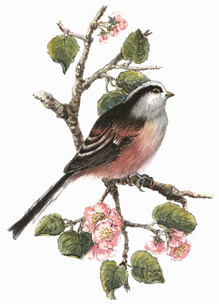 Long tailed tit and cherry blossom od Nell  Hill