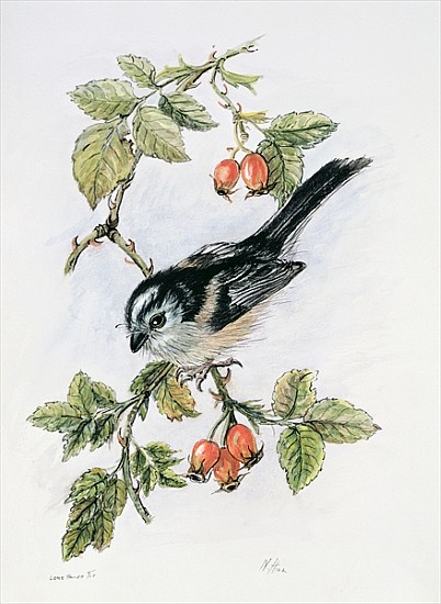 Long-tailed tit and rosehips  od Nell  Hill