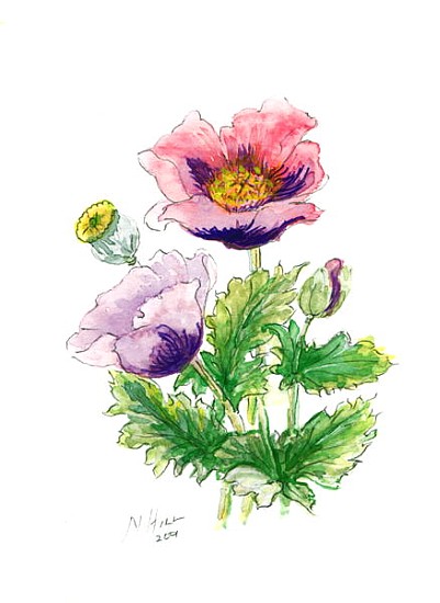 Opium Poppy, 2001 (w/c on paper)  od Nell  Hill