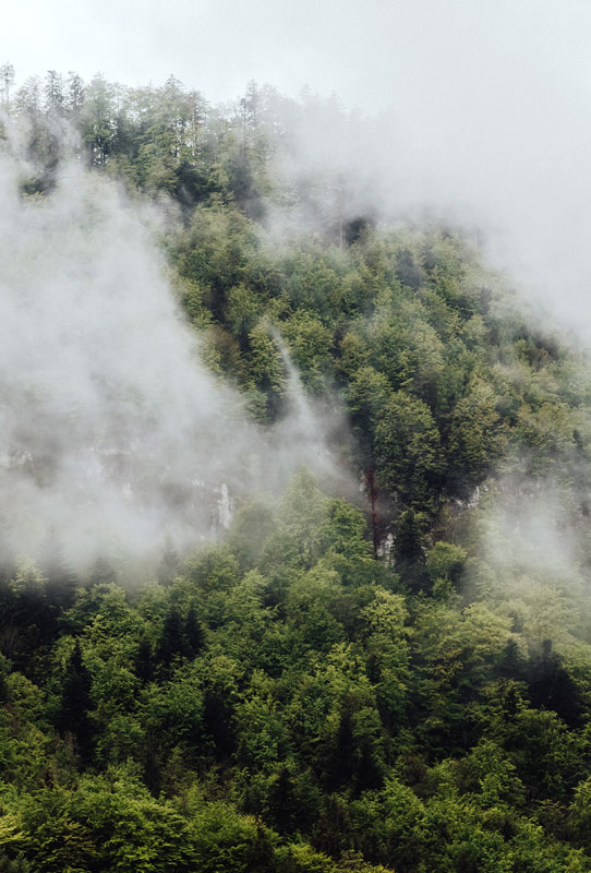 Nebel im Österreichischen Bergwald od Laura Nenz