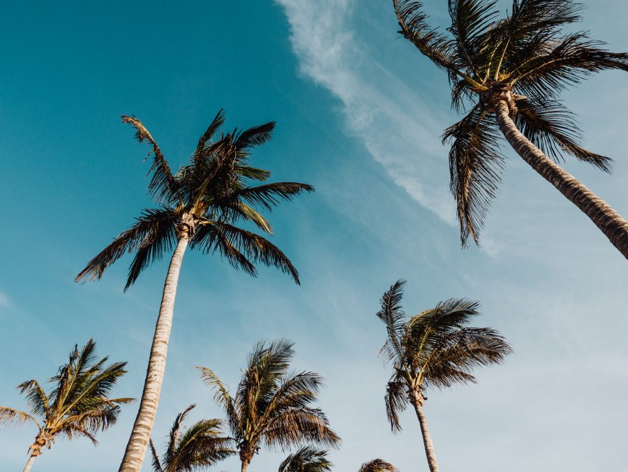 Palmen auf Lanzarote od Laura Nenz
