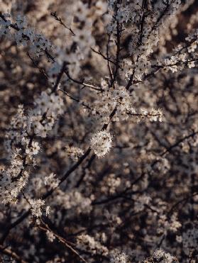 Schlehdorn Blüte Frühling
