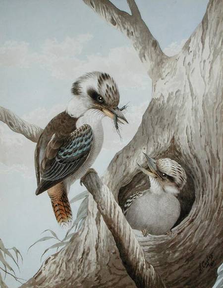 Kookaburras Feeding at a Nest in a Tree od Neville Henry Peniston Cayley