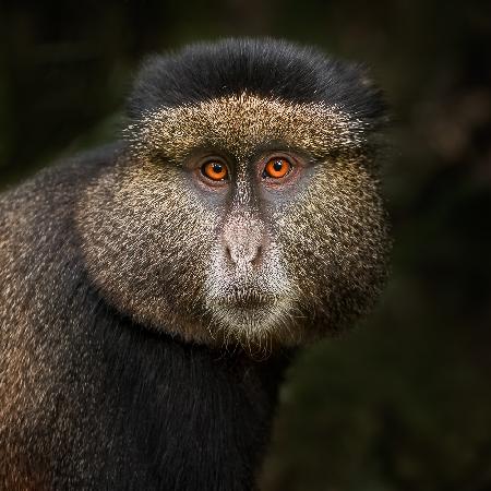Golden Monkey in the Volcanoes National Park, Rwanda.