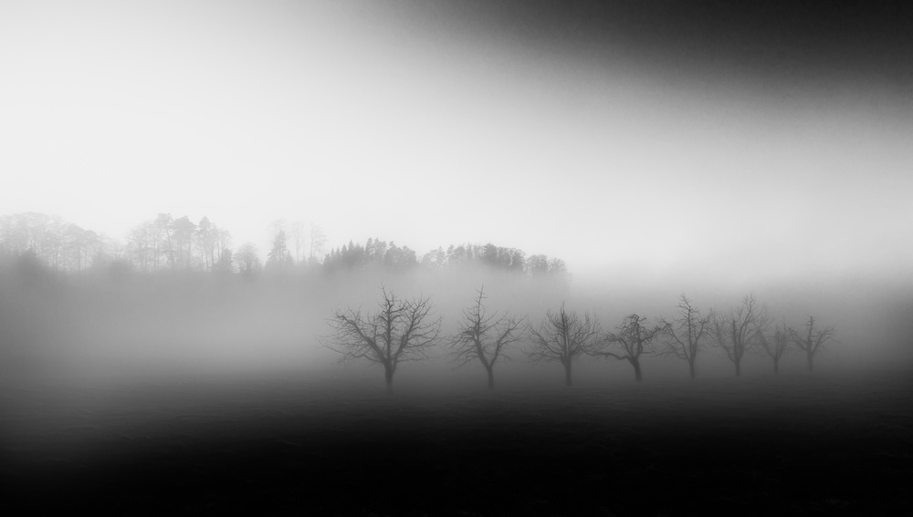 Eight trees in the mist od Nic Keller