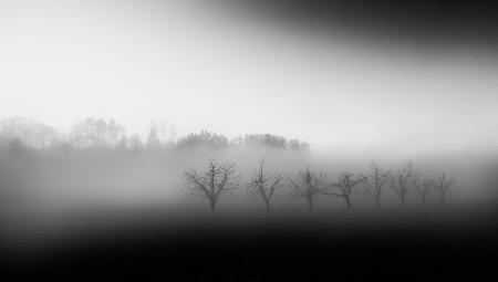 Eight trees in the mist