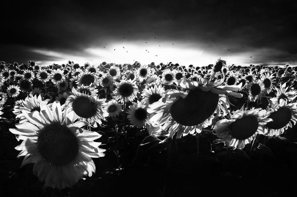 Sunflowers against the light od Nicodemo Quaglia