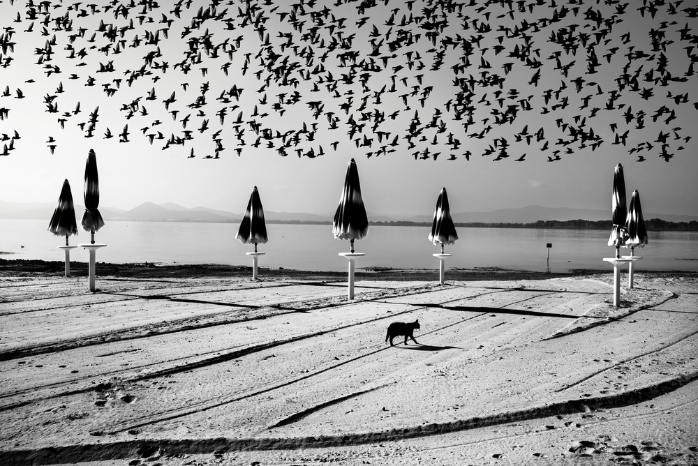 Birds in flight od Nicodemo Quaglia