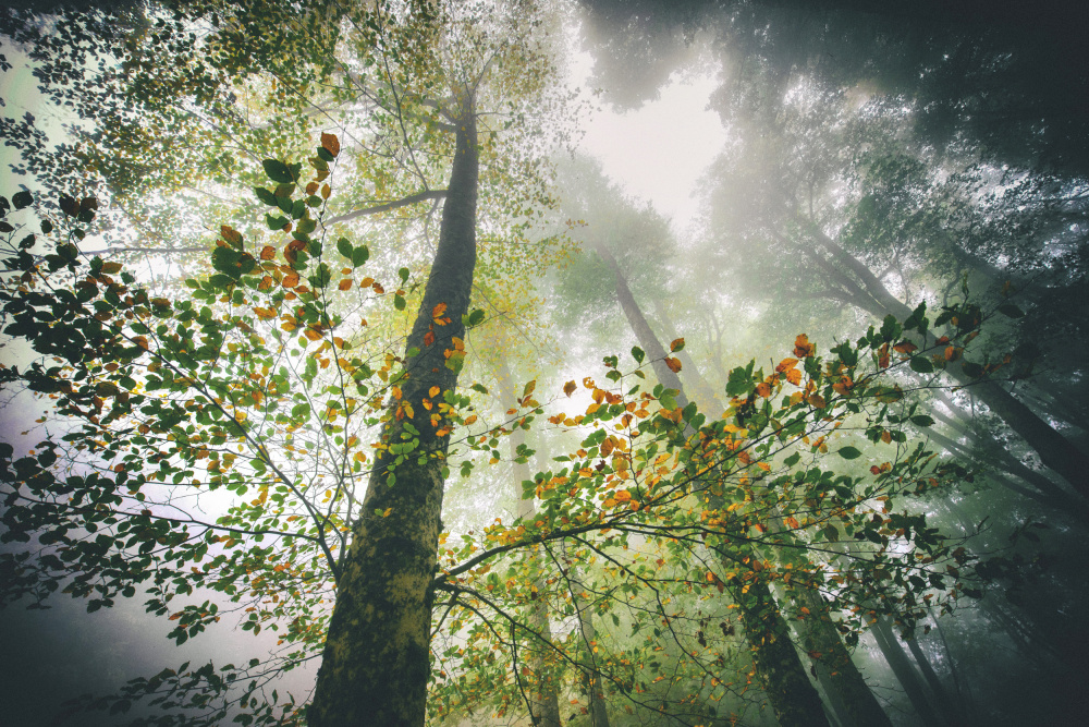 The breath of the forest od Nicola Figliuolo