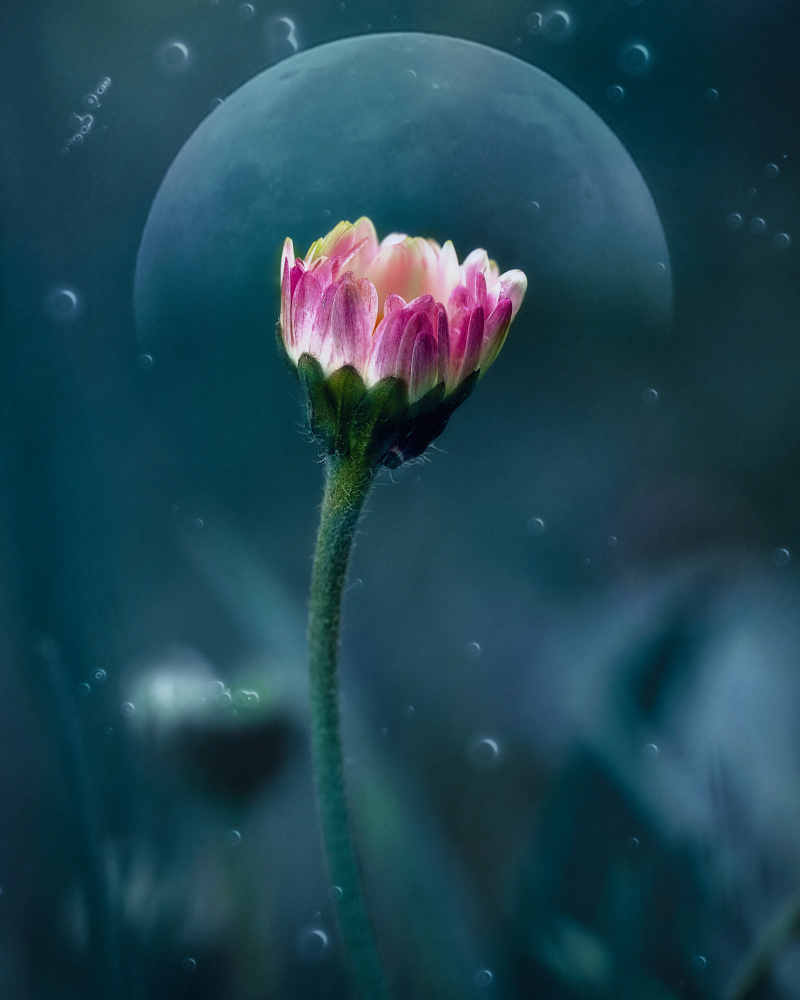 A flowers dream od Nicolae Stefanel Rusu