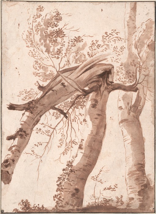 Two Silver Birches, the Front One Fallen od Nicolas Poussin