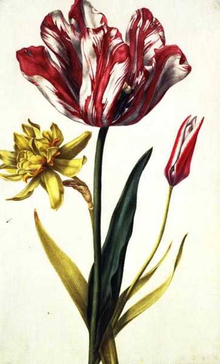 Daffodil and Tulip od Nicolas Robert