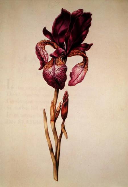 Iris, from 'La Guirlande de Julie' od Nicolas Robert