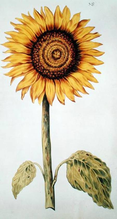 Sunflower or Helianthus, from 'La Guirlande de Julie' od Nicolas Robert