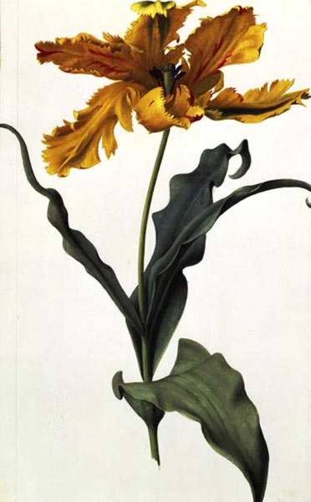 Tulip od Nicolas Robert