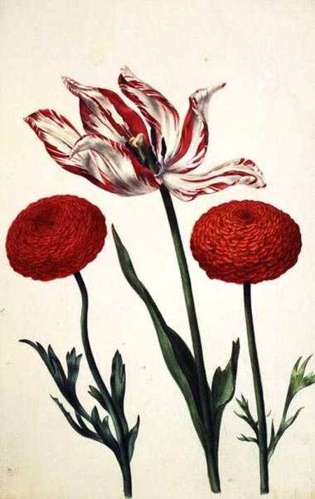 Tulip and Dahlias od Nicolas Robert