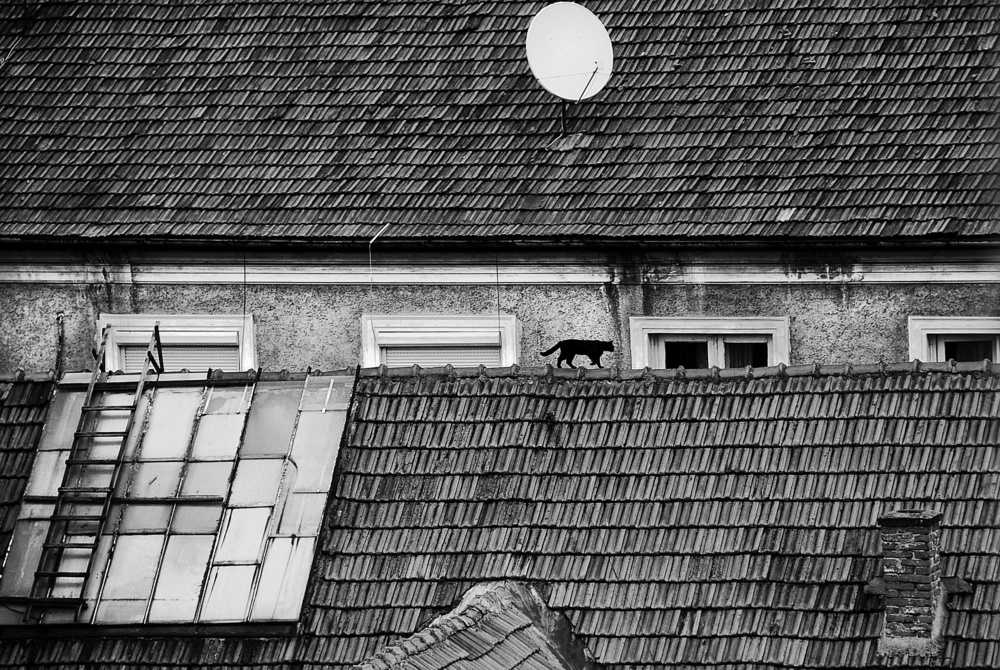 roof cat od nicoleta gabor