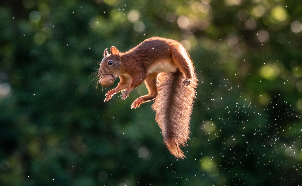 Lavitating Squirrel od Niki Colemont