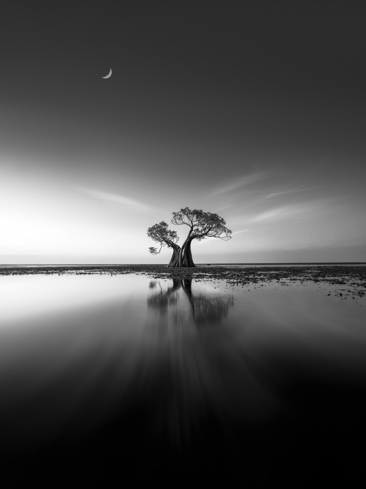 Lonely  Tree od NingYun Ye