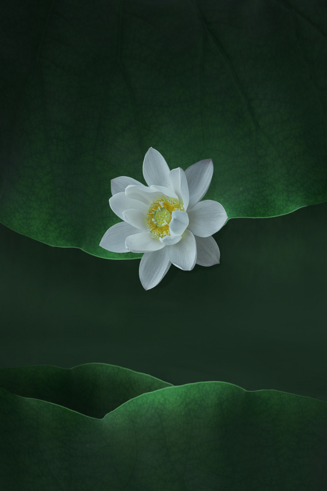 Lotus od NingYun Ye