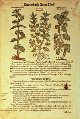 15:Nettles: from Kreuterbuch by A. Lonitzer od 