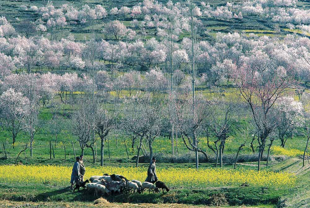 Almond trees and mustard flowers in bloom dotting hill-slope, Pampore, Srinagar (photo)  od 