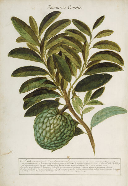 Anacardium pineum / Ch.Plumier od 