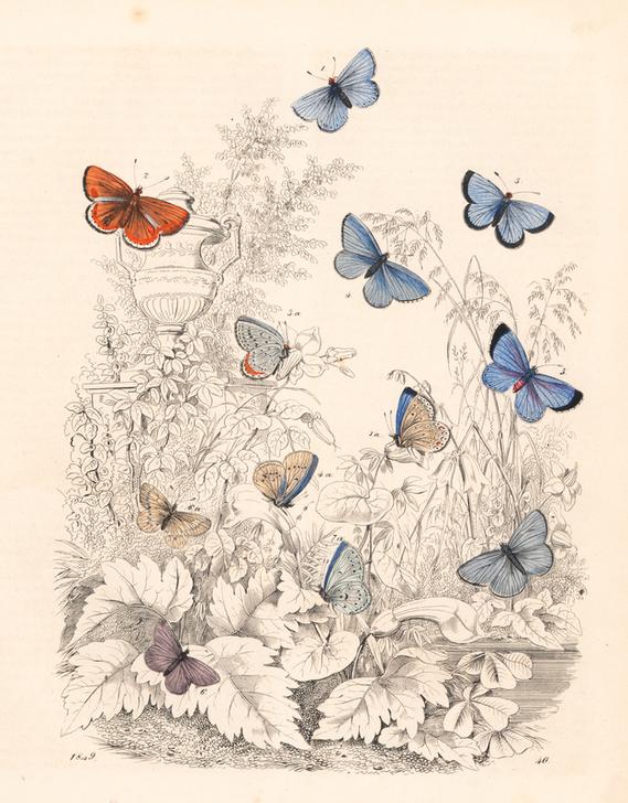 Adonis blue butterfly od 