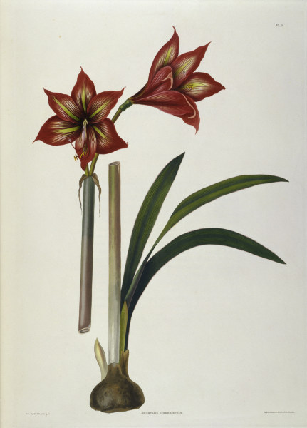 Amaryllis / Lithograph / E.Bury 1831-34 od 