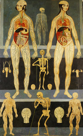 Anatomical Studies: Persia, Qajar od 