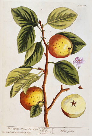 Apple Tree, (Malus Sativa) From ''A Curious Herbal'' od 