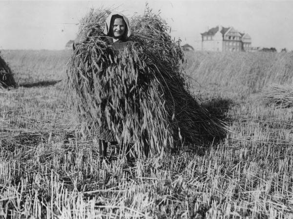 Peasant Woman / Harvest / after 1914 od 