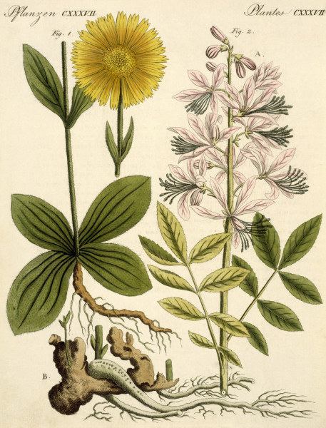 Arnica and glas plant / Bertuch 1813 od 