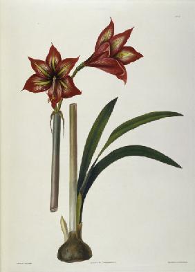 Amaryllis / Lithograph / E.Bury 1831-34