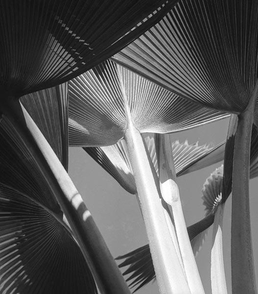 Arrangement of common decorative palm (b/w photo) 