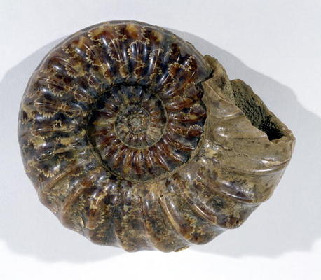 Asteroceras obtusum (Ammonite) found in Lyme Regis, Dorset, Lower Jurassic Period (photo) od 