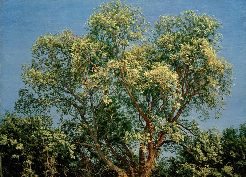 A.A.Iwanow, Baum im Chigi-Park od 