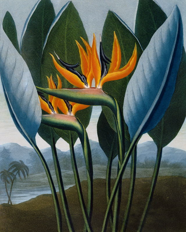 Bird-of-Paradise Flower / Aquatint 1804 od 