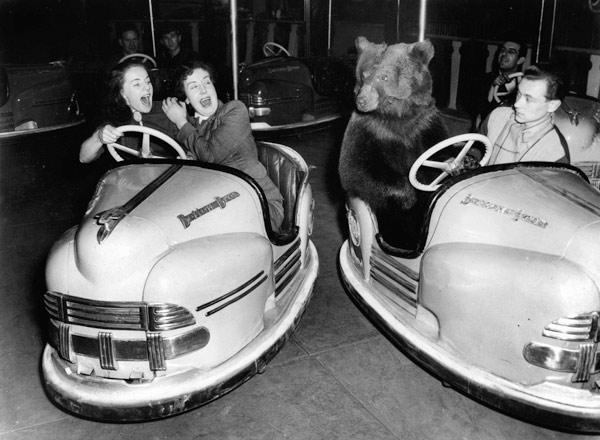 Brown bear of Bertram Mills circus in bumper cars dodgems animal animaux animals loisirs leisure od 